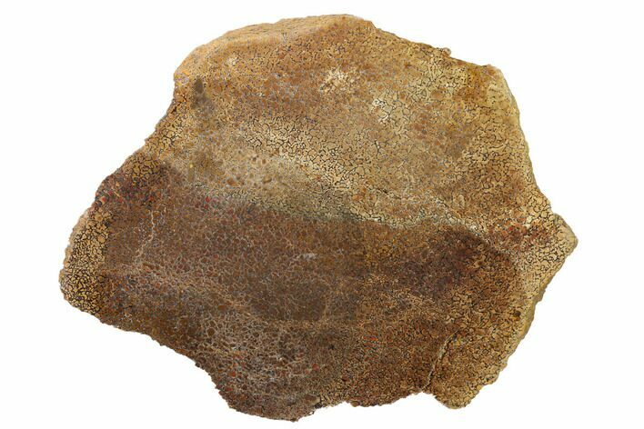 Polished Dinosaur Bone (Gembone) Slab - Utah #151489